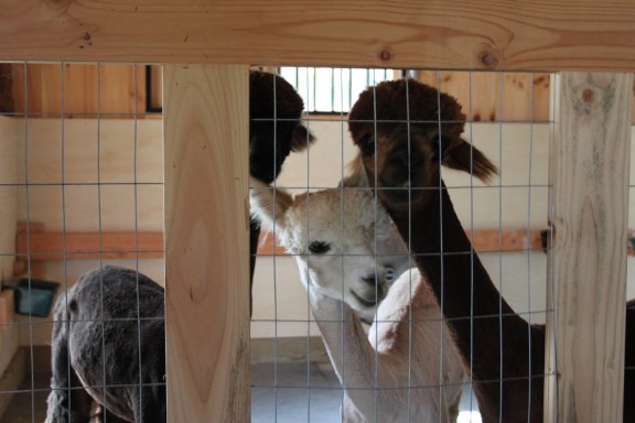 Ox, Sandy, Kigo