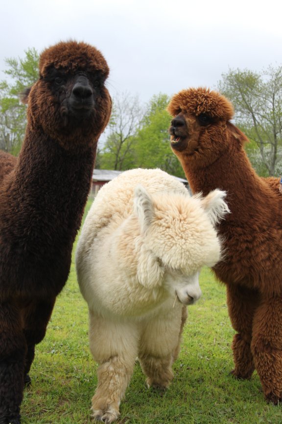 Ox, Sandy, Kigo